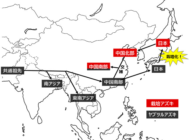ゲノム解析結果から推察される、ヤブツルアズキおよび栽培アズキの伝播経路・成立過程
