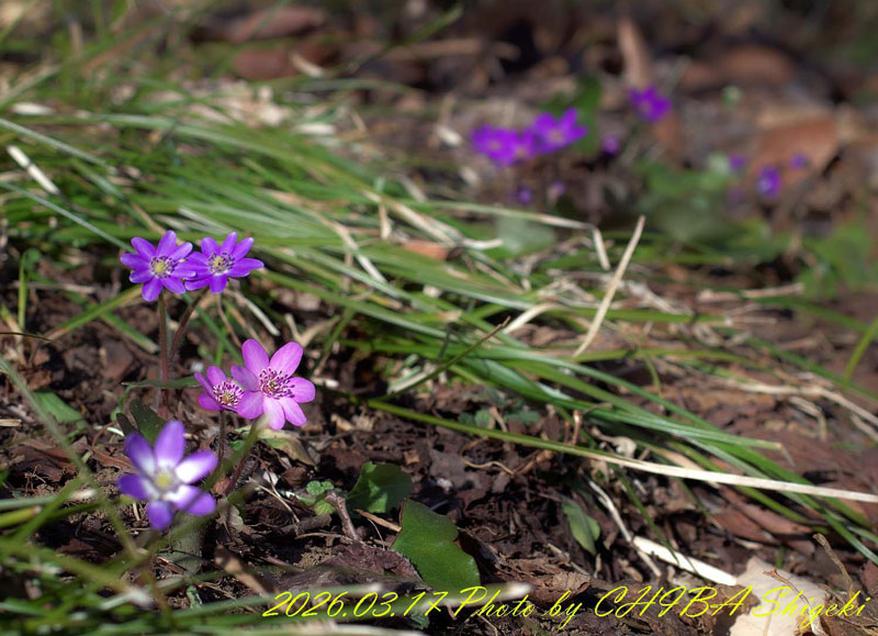磐梯山麓の雪割草