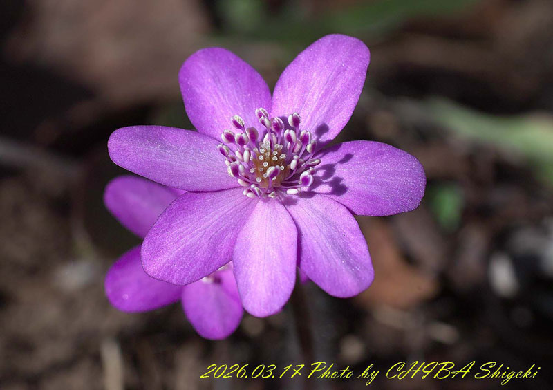 磐梯山麓の雪割草