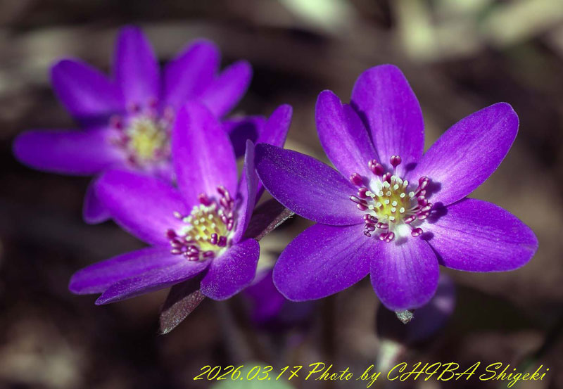 磐梯山麓の雪割草