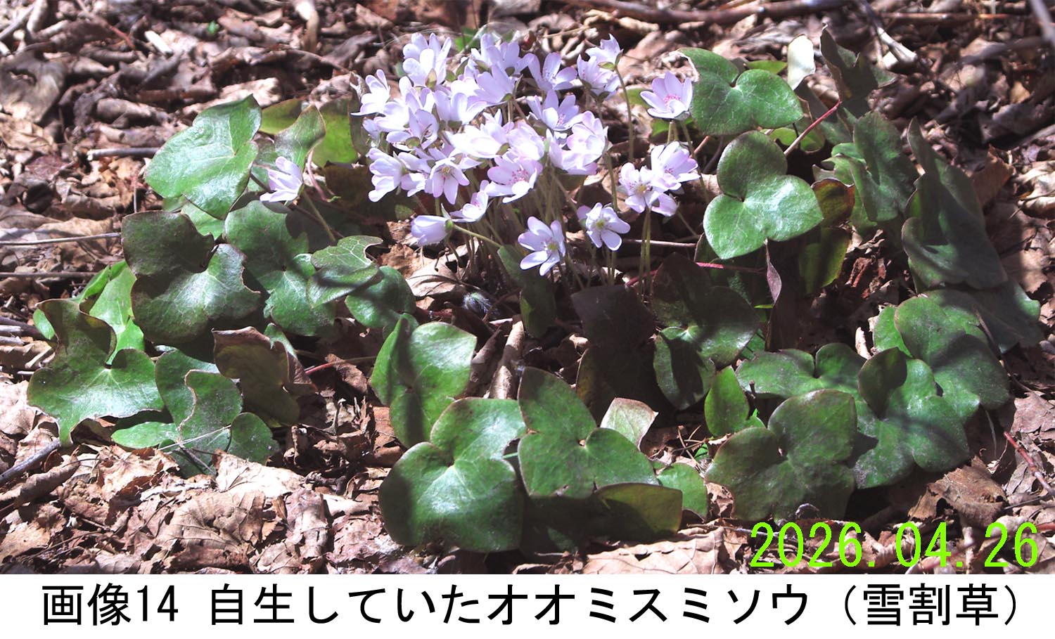 画像14