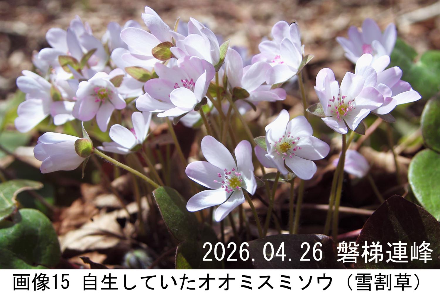 画像15