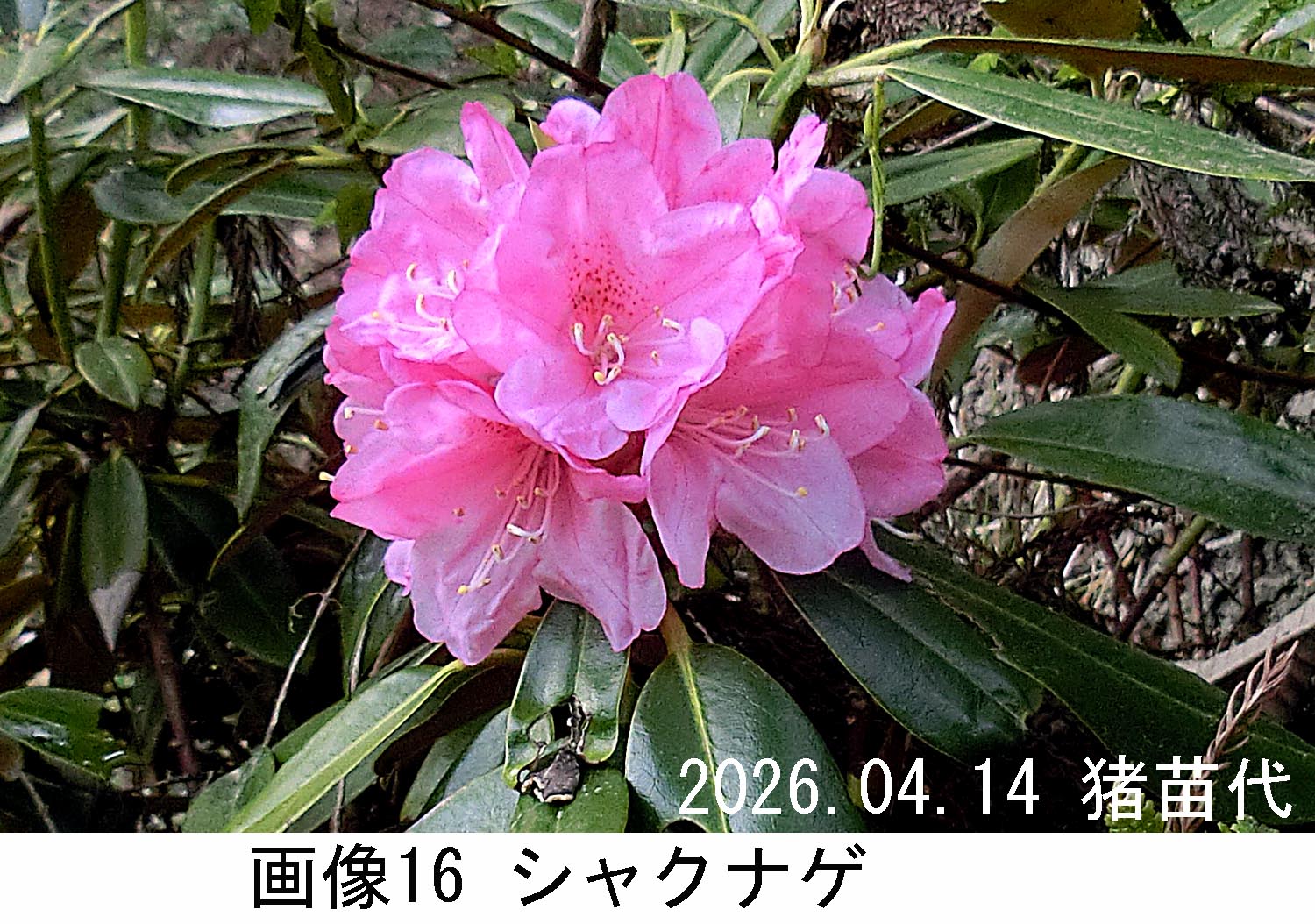 画像16