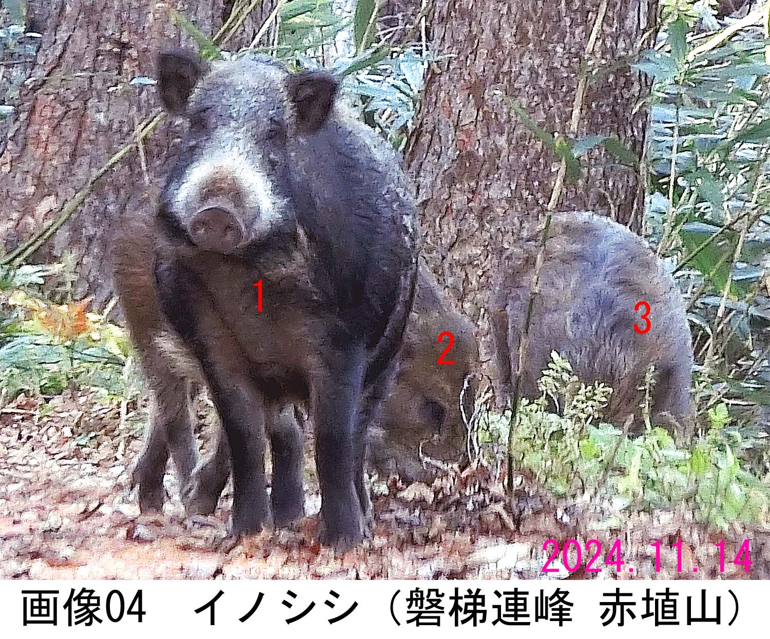 画像04