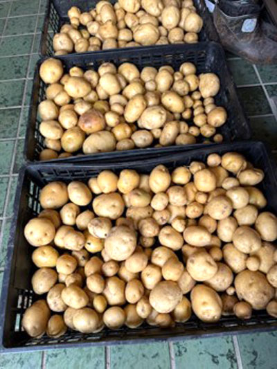 馬鈴薯 100kg