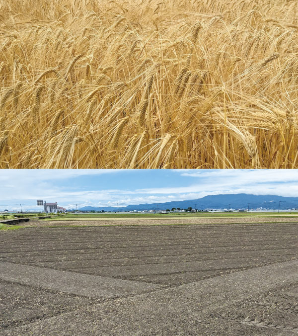 麦の刈り取りを終えた筑後の農地は秋に実る稲穂に向けて、田起こし、代掻きと風景を変える