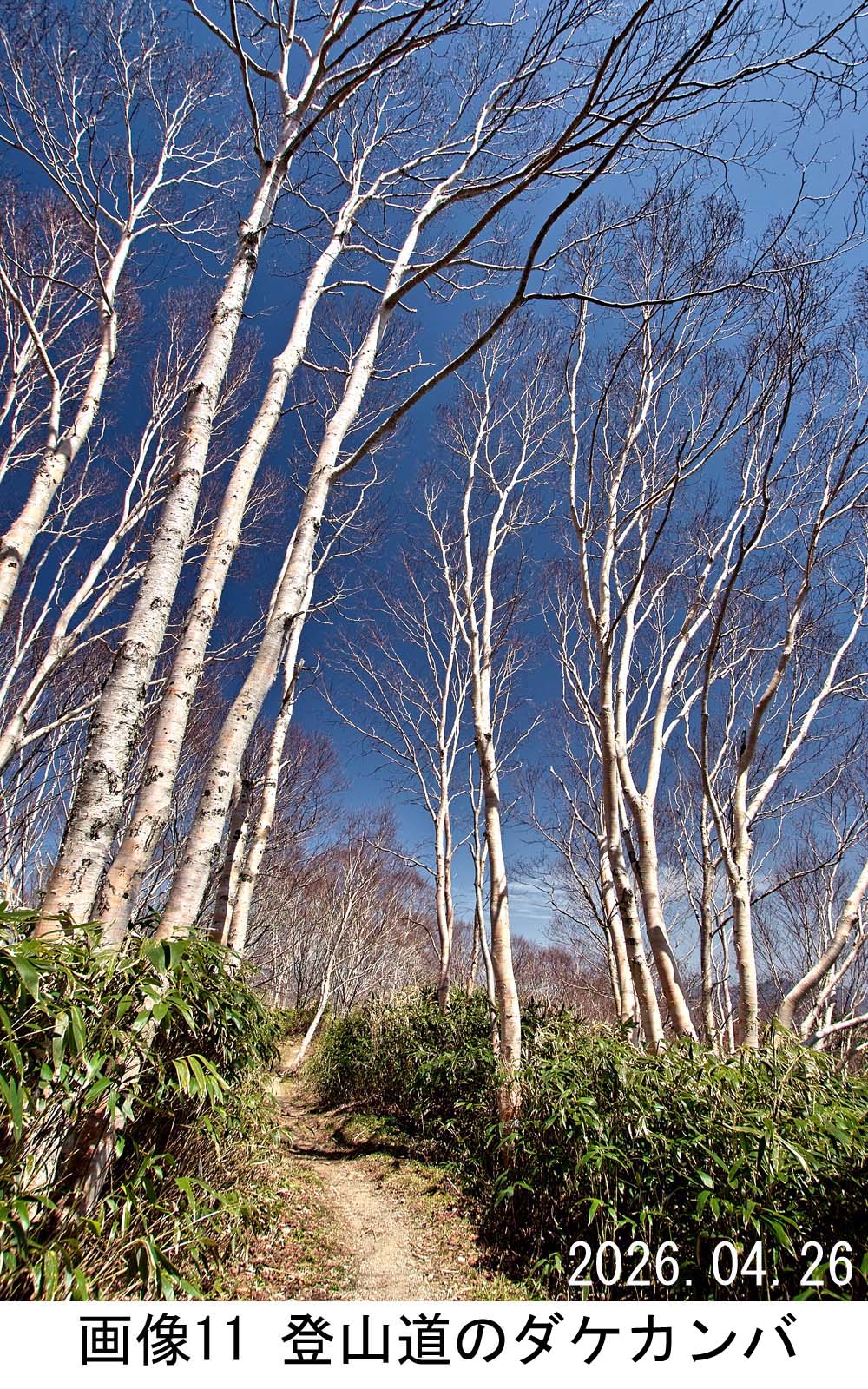 画像11 登山道のダケカンバ