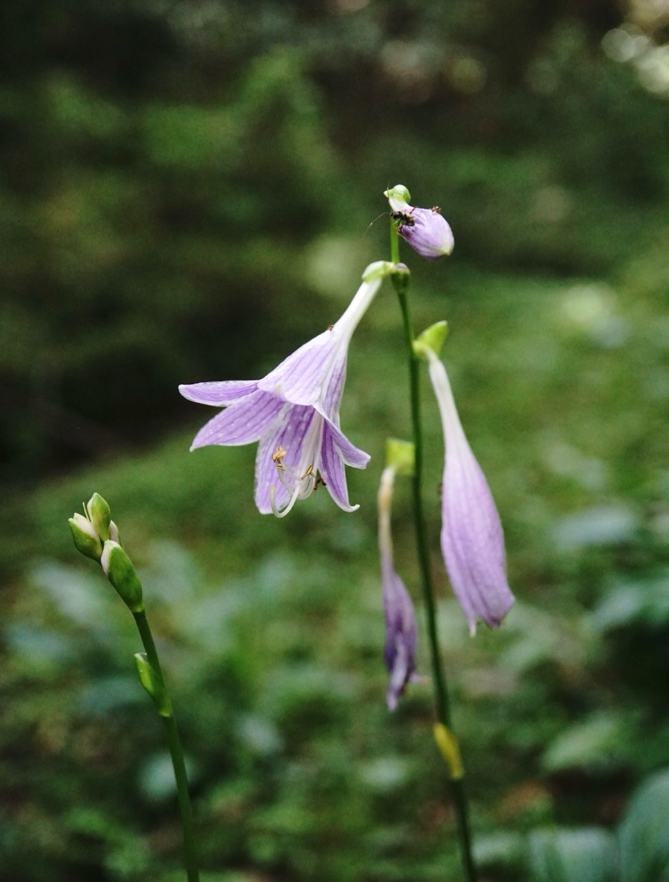 コバギボウシの花　蕾に昆虫が止まっていいます
