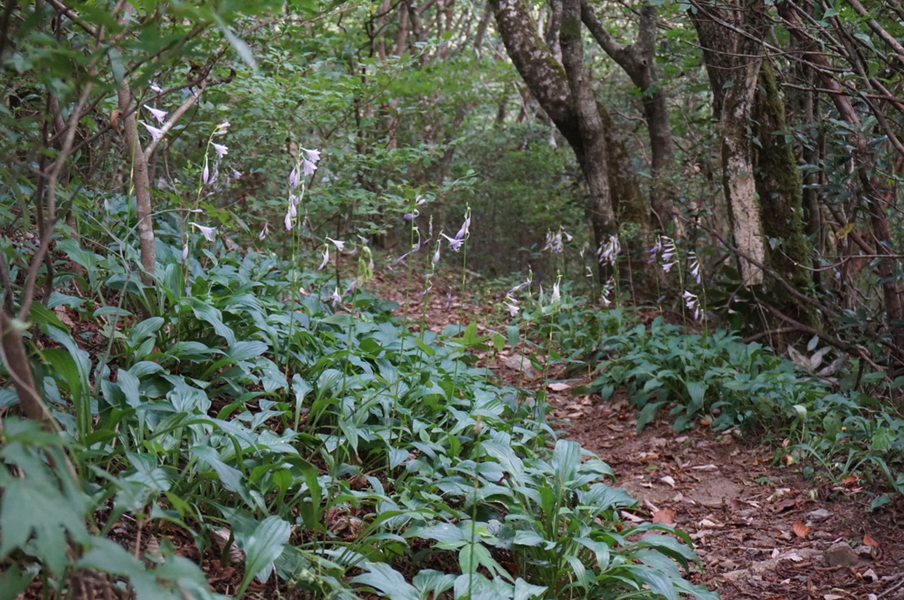 縦走路の左右に咲くコバギボウシ