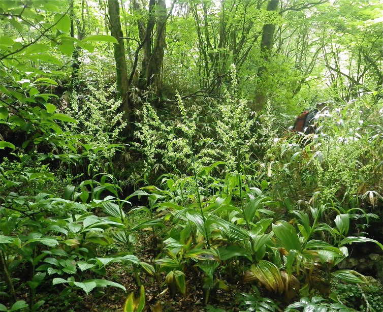 脊振山直下　900m付近に咲くバイケイソウ（梅蕙草 有毒植物） 春は縦筋の若葉が美しい 2015年6月　撮影