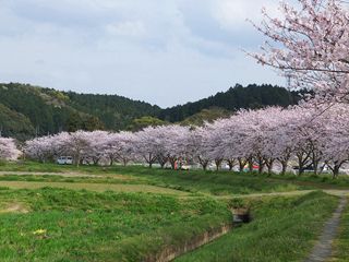 久山町で桜見物