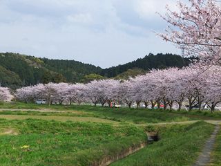 久山町で桜見物