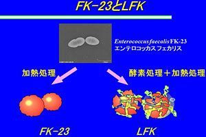 加熱処理乳酸菌FK-23は抗ガンに高い効果　酵素処理乳酸菌LFKはインフルエンザ肺炎軽減やガン転移抑制