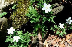 脊振の自然に魅せられて　『一輪草』（キンポウゲ科）