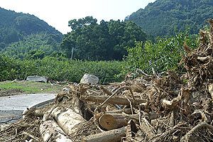 【九州北部豪雨】名産の柿園を襲った豪雨～杷木