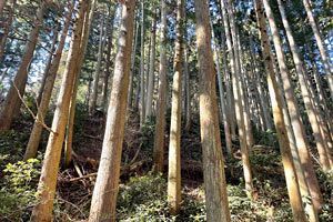 【業界を読む】木材産業への支援が充実する一方で活性化への課題となる低価格と集約化