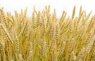 小麦粉の原産地を不適正に表示～東京都の製パン業者に食品表示法違反