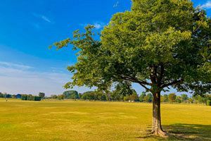 筑後広域公園のグランピングエリア造成、西田組が落札