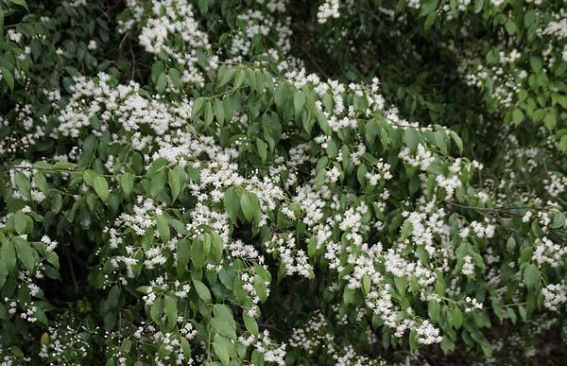 『脊振の自然に魅せられて』「見事に咲いたハイノキの花に感動」ハイノキ（灰の木）：ハイノキ科　ハイノキ属