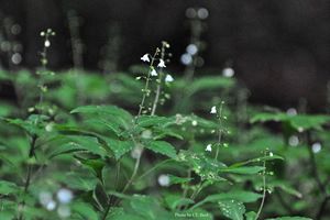 『脊振の自然に魅せられて』「スズコウジュ」シソ科シソ族～日本独特の固有種