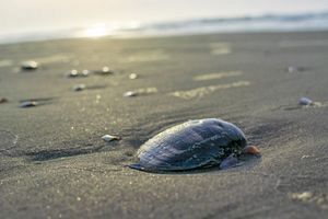 アサリ偽装の「その後」