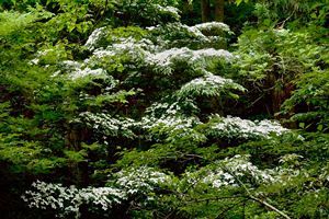 『脊振の自然に魅せられて』「初夏の花たち」