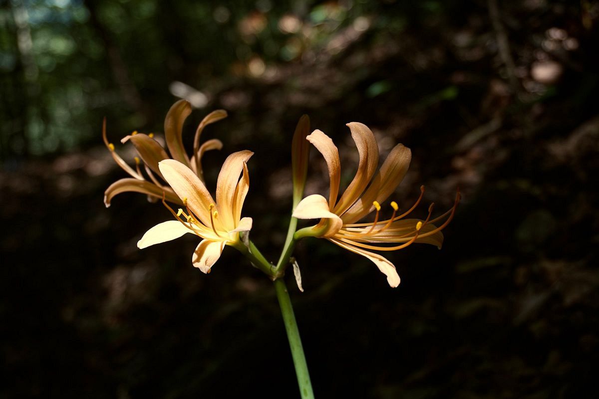 夏に咲く花（3）　オオキツネノカミソリ