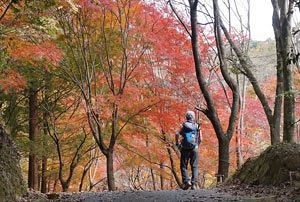 『脊振の自然に魅せられて』番外編：紅葉の四王寺山散策（後）