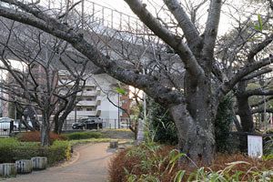 奇跡の桜・桧原桜