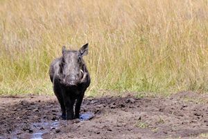 【縄文道通信第47号】縄文人は定住型狩猟民族だった―今も息づいて未来に活かせる道（前）