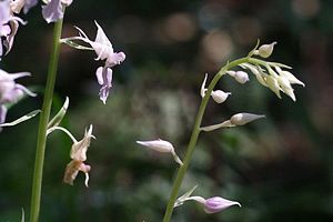 『脊振の自然に魅せられて』「花の貴婦人・ナツエビネ」