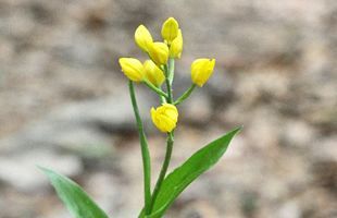 『脊振の自然に魅せられて』「山で輝くキンラン」（金蘭・ラン科）