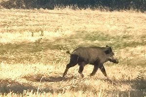 唐津市の養豚場で豚熱発生、野生イノシシで拡散する可能性あり