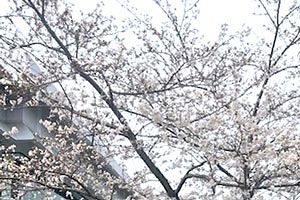 10年ぶりの4月満開