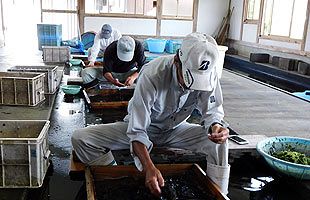 九州北部豪雨　特産品にも被害～川茸養殖業者が営業を再開