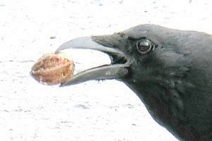 ヒトより頭の良い？クマ　野生動物は「身体堅牢」「頭脳明晰」