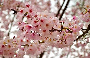 四王寺林道の通行止め解除～岩屋城跡桜スポットの開花待つ