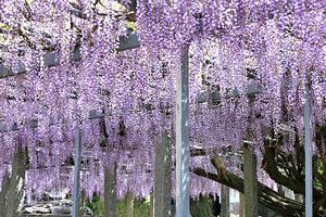 雉琴神社、本殿再建に向けてクラウドファンディング実施