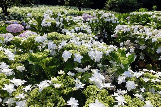 植物学の日