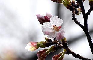 福岡市で桜開花