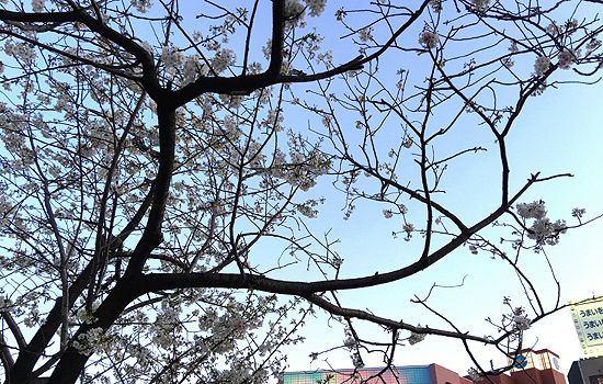 中洲の桜もそろそろ見ごろ