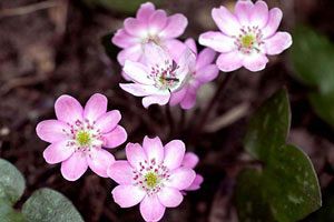 早春の妖精──磐梯山麓の雪割草