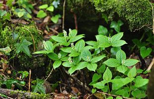 「脊振の自然に魅せられて」　『ヒトリシズカ』一人静　センリョウ科