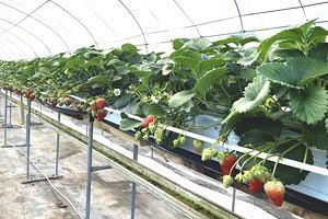 【クローズアップ】令和の米騒動から変わる農産物の生産と流通