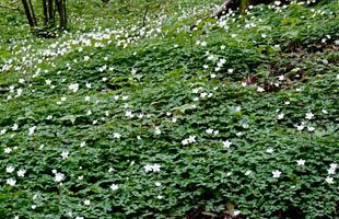 脊振の自然に魅せられて　『二輪草』