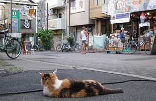 柳川商店街再生の試み（９）