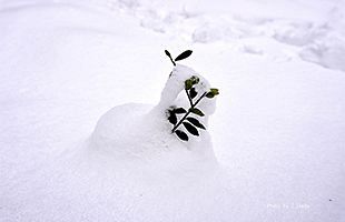 『脊振の自然に魅せられて』「雪のいたずらに微笑んで」