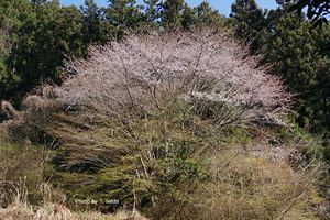 【脊振の自然に魅せられて】春の花が咲く山道へ（前）