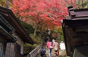 開創1,300年の古刹、今年も紅葉ライトアップ～大興善寺