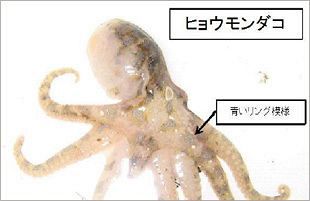 能古島で猛毒ダコ「ヒョウモンダコ」発見～今年4匹目